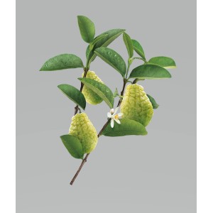 Klorane shampoo cedro 200 ml Klorane shampoo cedro 200 ml