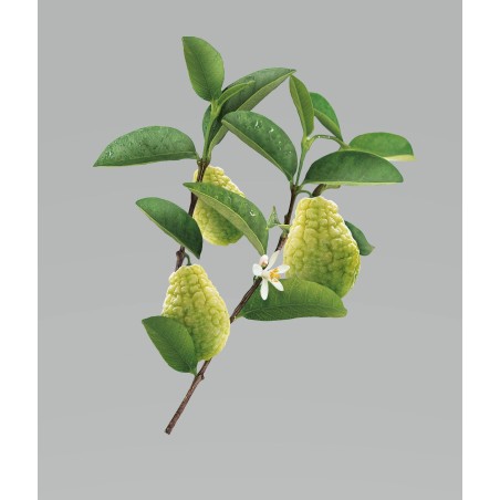 Klorane shampoo cedro 200 ml Klorane shampoo cedro 200 ml