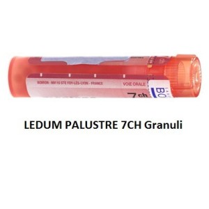 Ledum palustre boiron 80 granuli 7 ch contenitore multidose Ledum palustre boiron 80 granuli 7 ch contenitore multidose