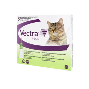 Vectra felis Vectra felis