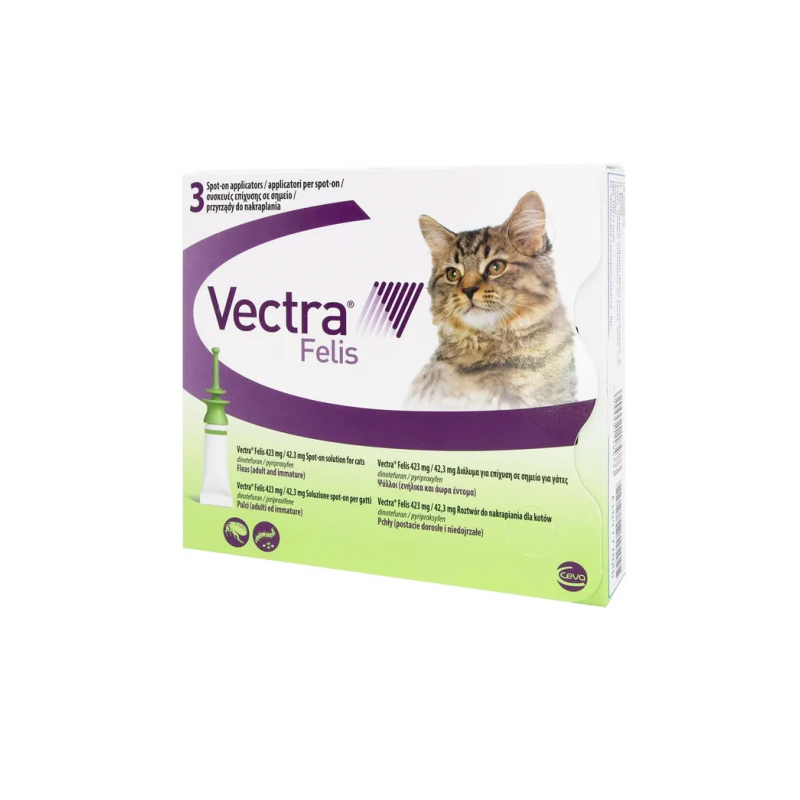 Vectra felis Vectra felis