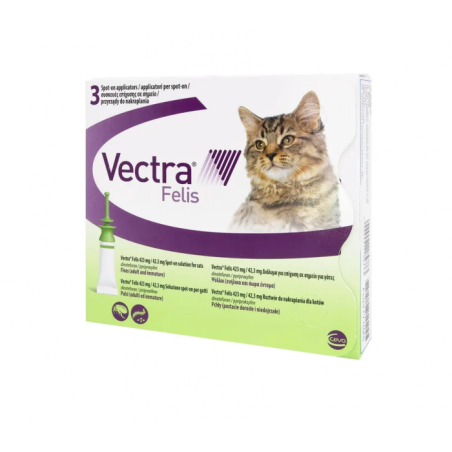 Vectra felis Vectra felis