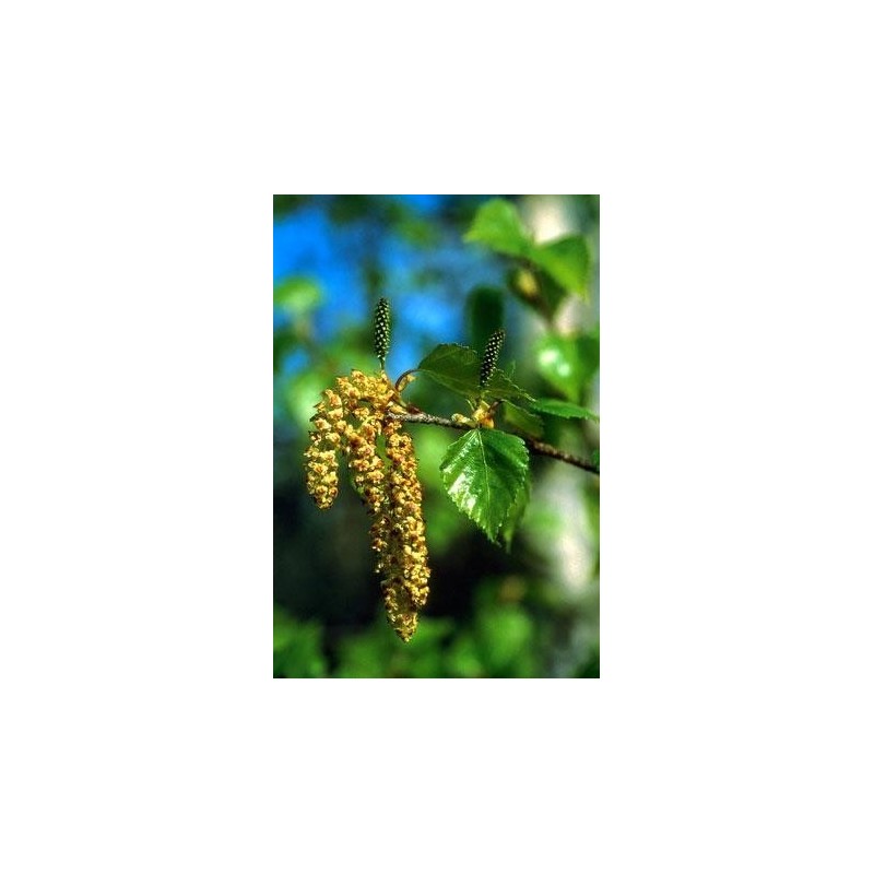Paper birch 7,4ml alaska