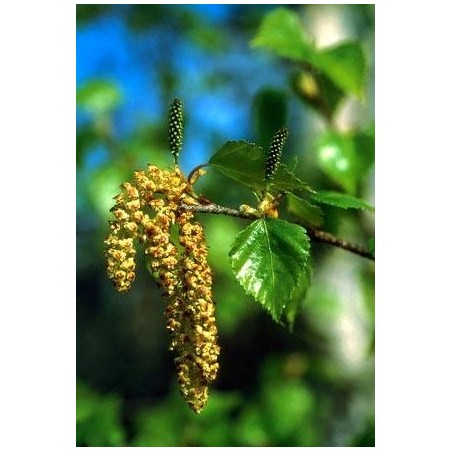 Paper birch 7,4ml alaska