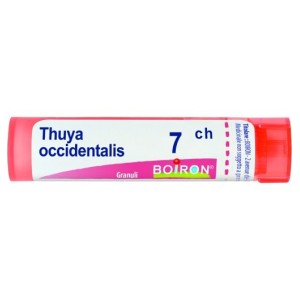 Thuya occident 7ch gr