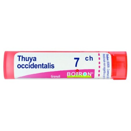 Thuya occident 7ch gr Thuya occident 7ch gr