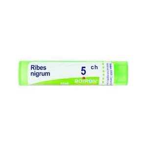 Ribes nigrum 5ch granuli