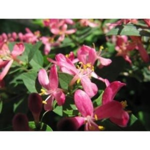 Honeysuckle bach orig 20 ml Honeysuckle bach orig 20 ml