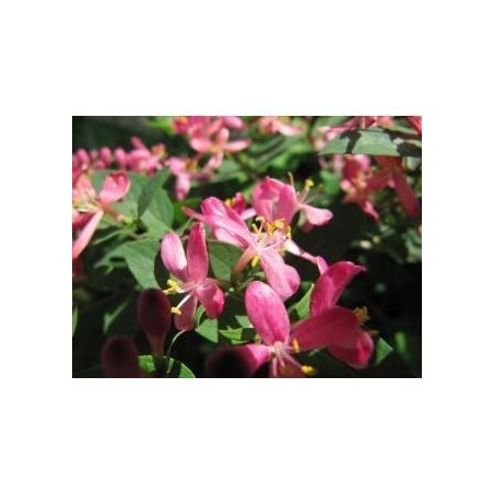 Honeysuckle bach orig 20 ml Honeysuckle bach orig 20 ml