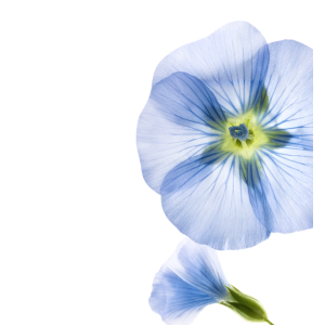 Klorane shampoo secco lino 150 ml