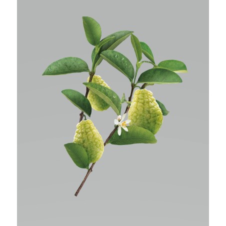 Klorane shampoo cedro 200 ml