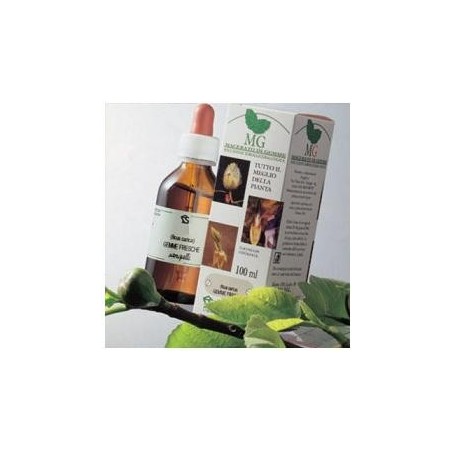 Betulla macerato glicerico 100 ml