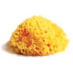 Spugna naturale mediterranea laboratori atenei 8