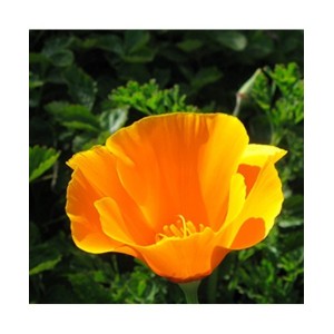 Eie escolzia gocce 30 ml