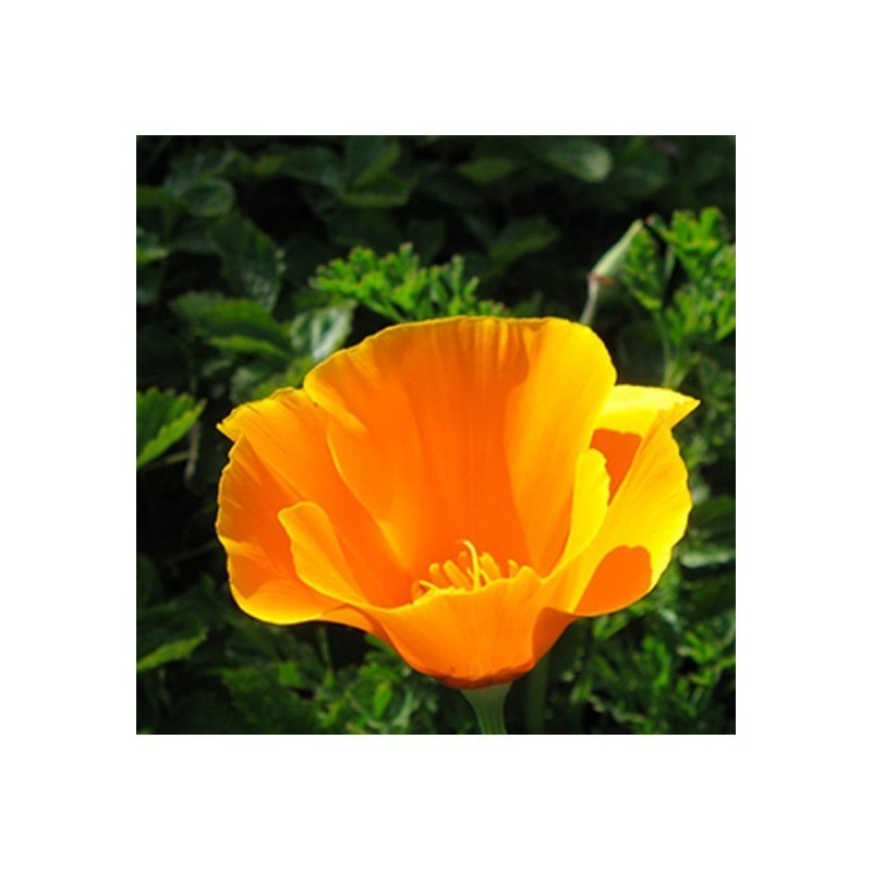 Eie escolzia gocce 30 ml