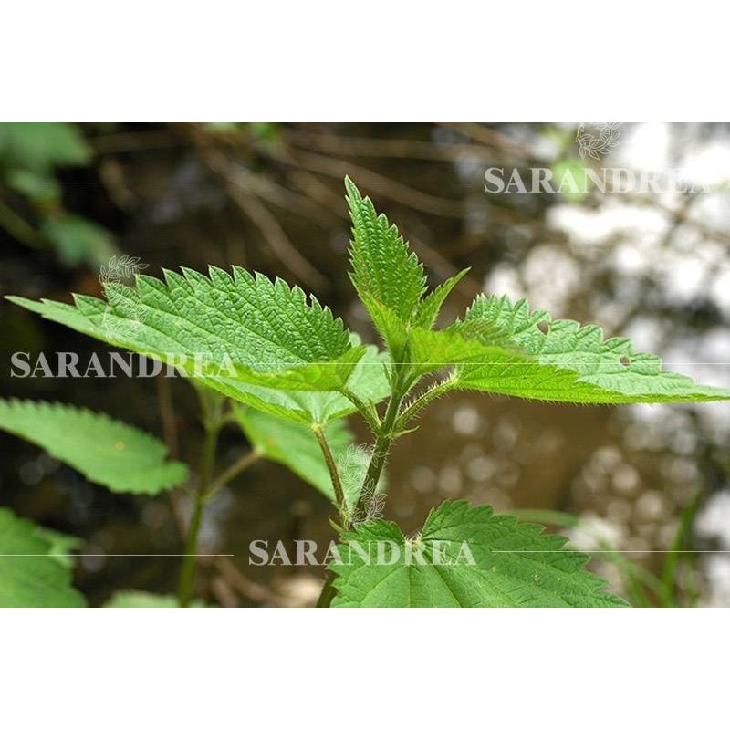 Ortica radice 100ml tintura madre