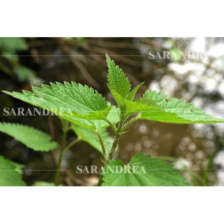 Ortica radice 100ml tintura madre