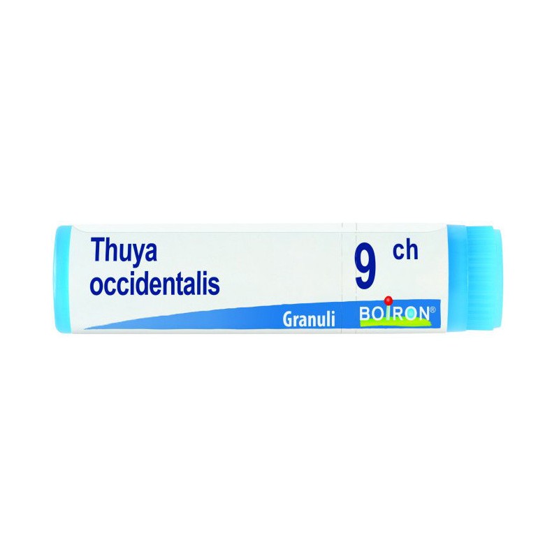 Thuya occident 9ch gl Thuya occident 9ch gl
