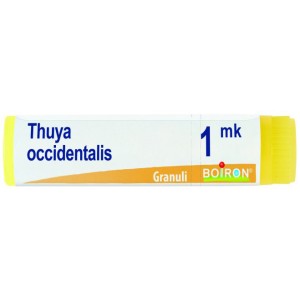 Thuya occident mk gl