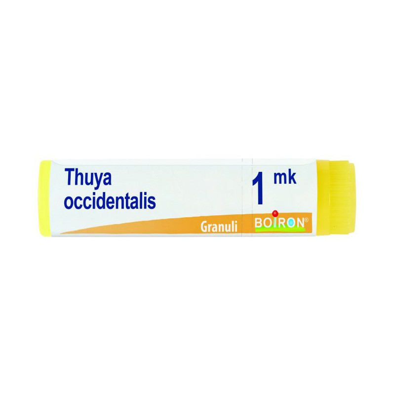 Thuya occident mk gl Thuya occident mk gl
