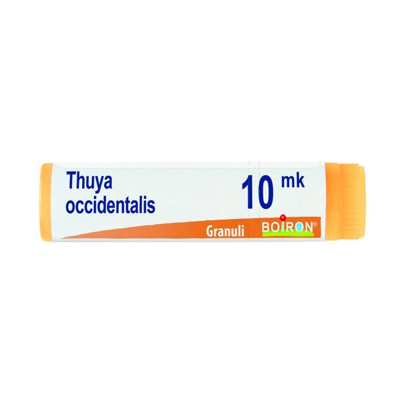 Thuya occident xmk gl Thuya occident xmk gl