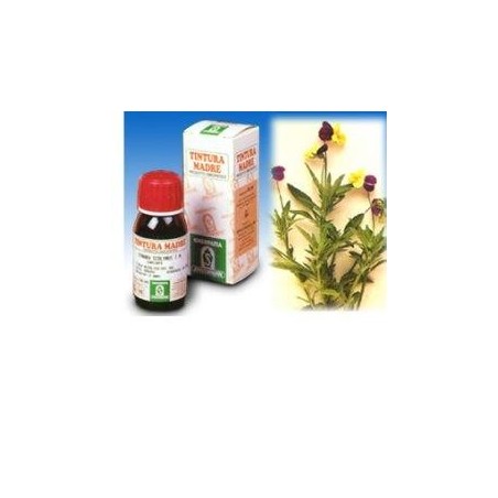 Viola del pensiero 32 50ml tm