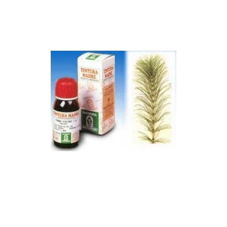 Equiseto 12 50ml tm