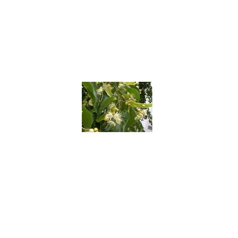 Eie tiglio 30 ml gocce Eie tiglio 30 ml gocce