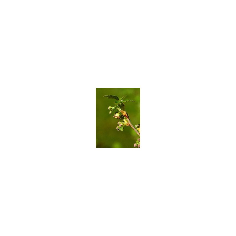 Msa ribes nigrum 50 ml