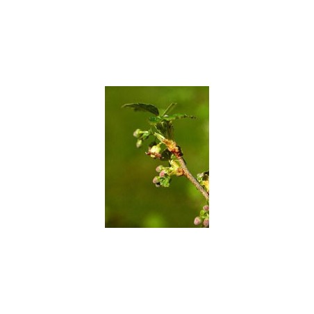 Msa ribes nigrum 50 ml