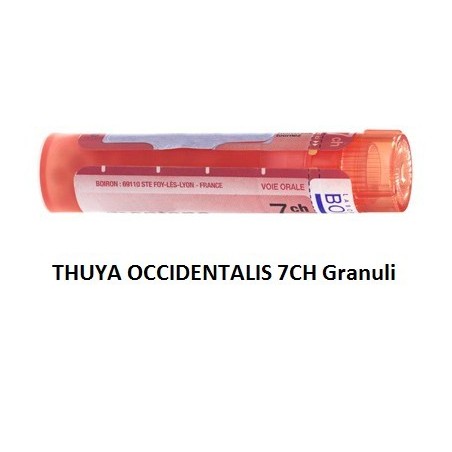Thuya occident 7ch gr Thuya occident 7ch gr