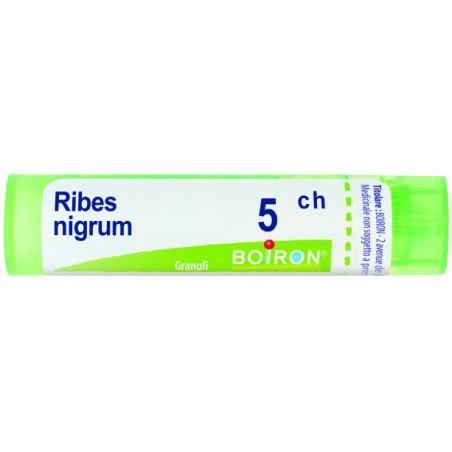 Ribes nigrum 5ch granuli