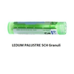 Ledum palustre (boiron) 80 granuli 5 ch contenitore multidose Ledum palustre (boiron) 80 granuli 5 ch contenitore multidose